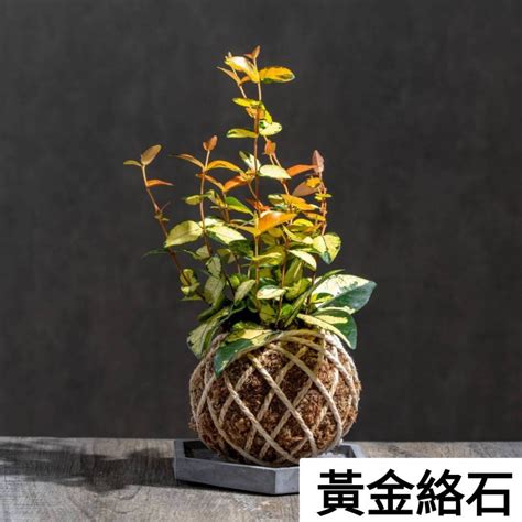 黃金絡石風水|黃金絡石照顧：讓你的綠意盎然 – 植物盆栽綠寶典